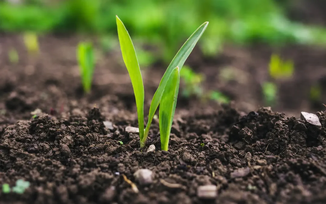 Co to jest bioremediacja i jak działa krok po kroku