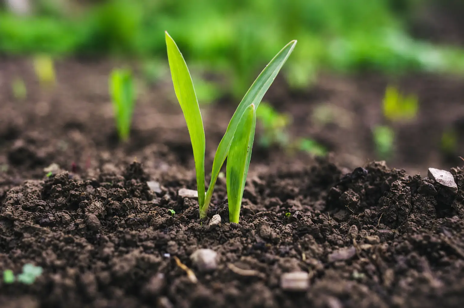Co to jest bioremediacja i jak działa krok po kroku